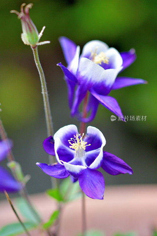 水仙花/耧斗菜花